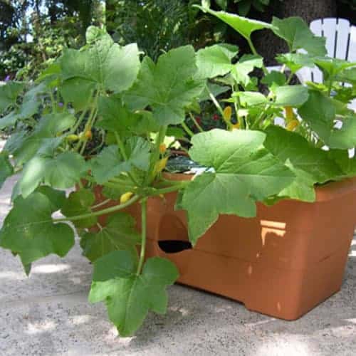 FREE SHIPPING.  Get 10 and SAVE $70.  A 300 sq foot garden in only a 10� x 4� space!  Just $299.50 a big garden, a small price