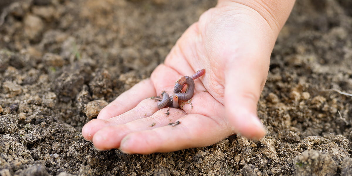 How Do Earthworms Help Your Soil Earthworms Soil Health