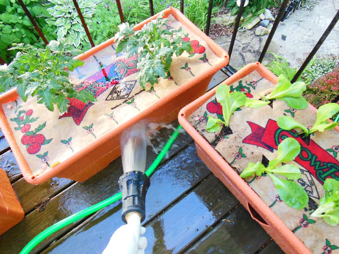 GrowBox Watering with natural rainwater