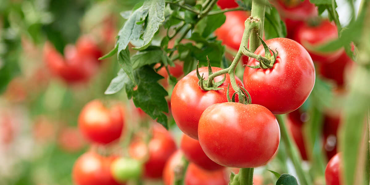 Prevent Tomato Splitting