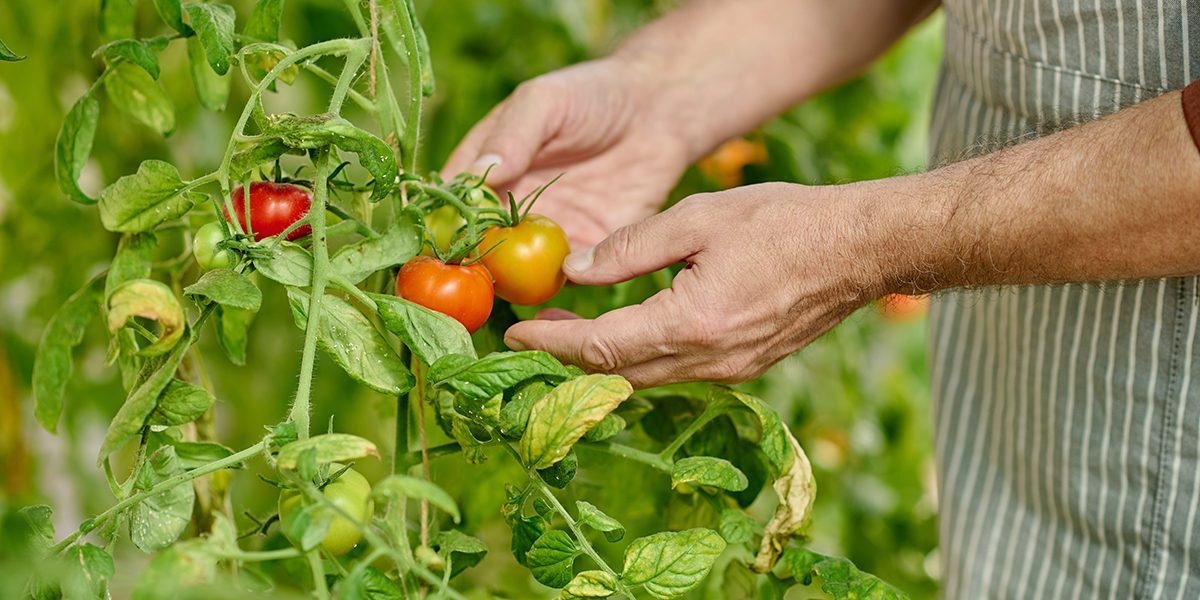 can you overfertilize your plants