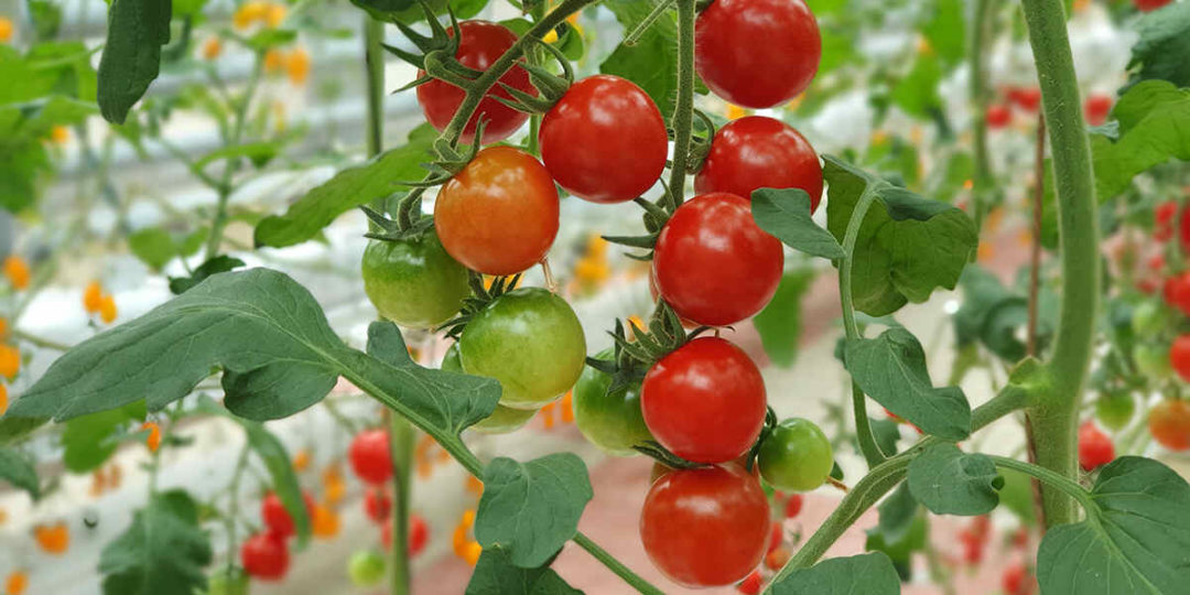 determinate vs indeterminate tomatoes