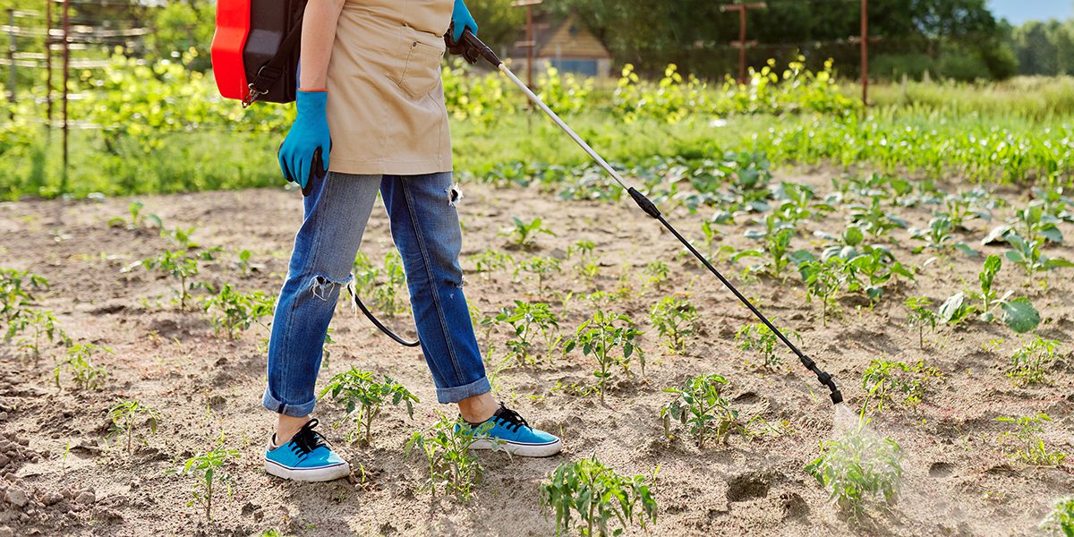 This guide on fertilizers for vegetable gardens teaches you how to BUY the right fertilizers, when to USE them & how to APPLY them without damaging your plants.