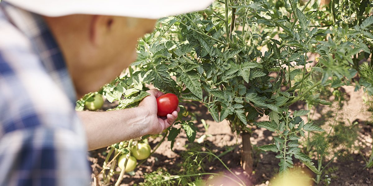 garden nutrients