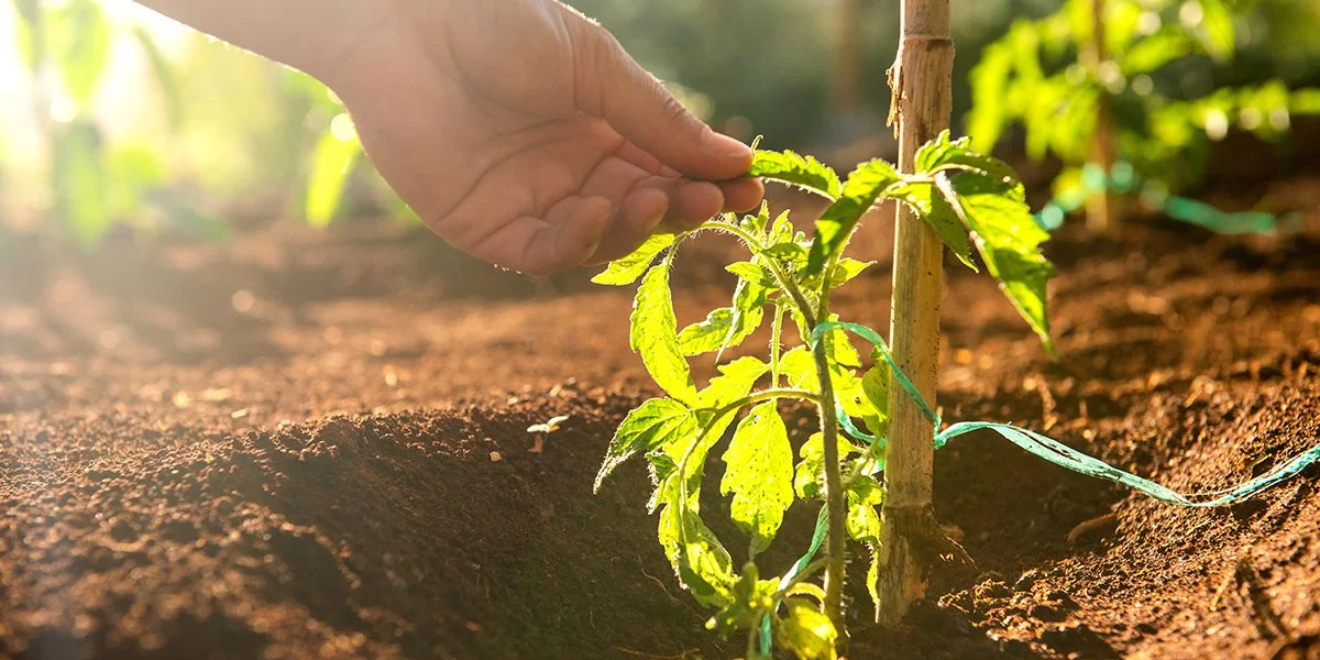 gardening myth