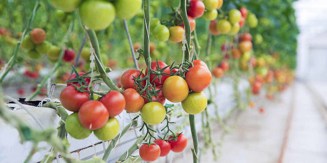 grafted tomato plants