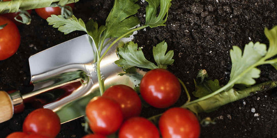 how deep do tomato roots grow