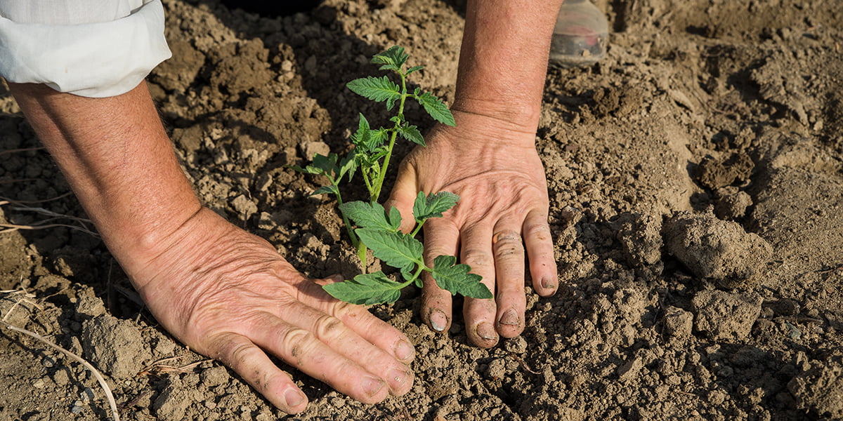 planting tomato