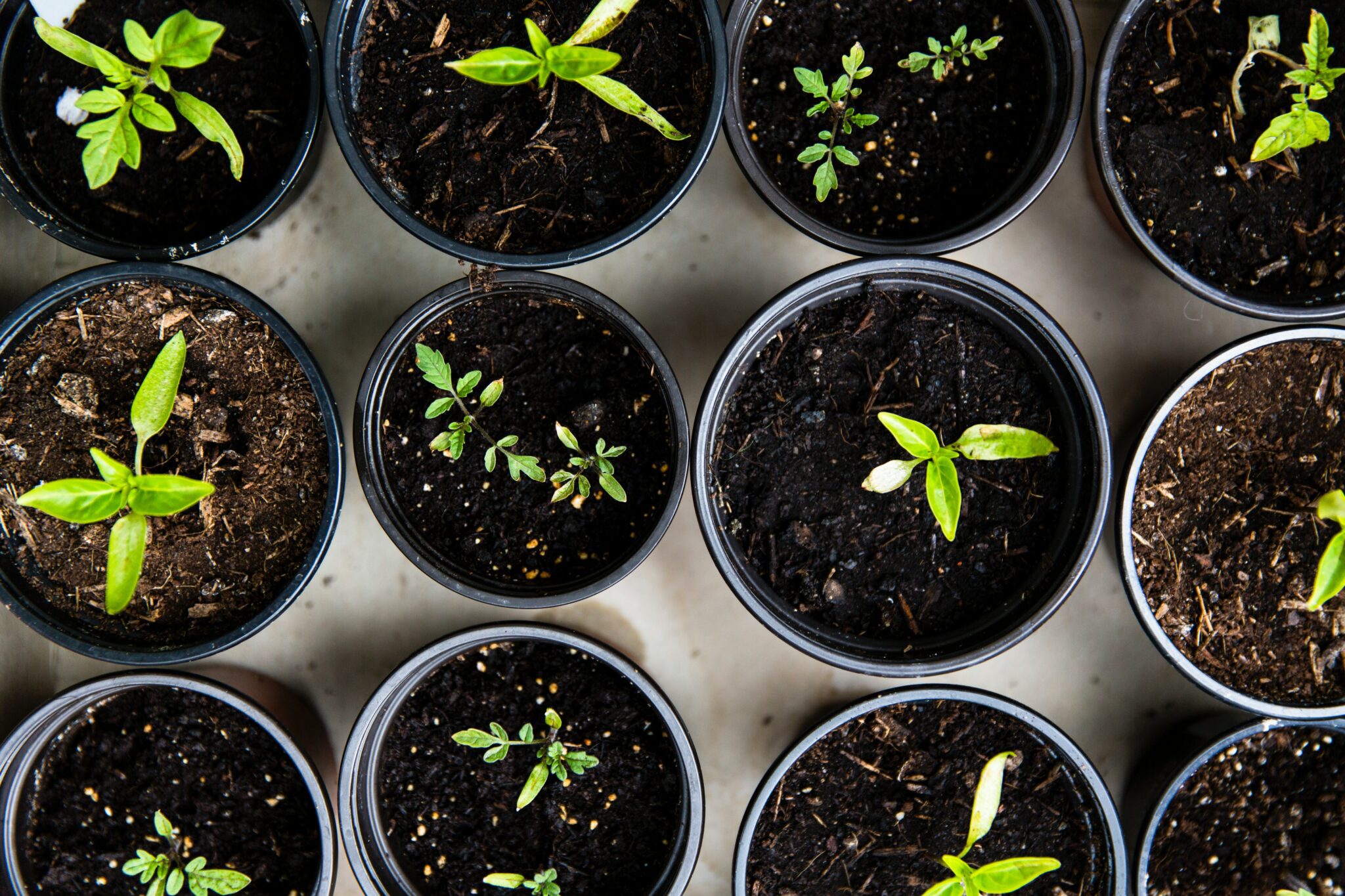 Urban Gardening – Raising tomatoes for self support