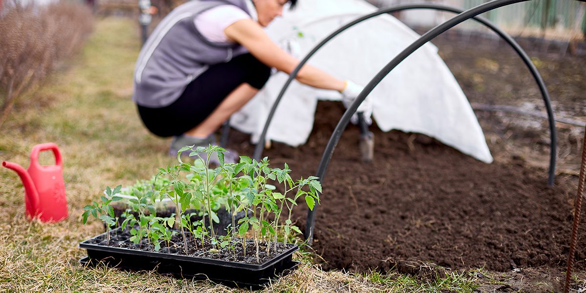 summer gardening