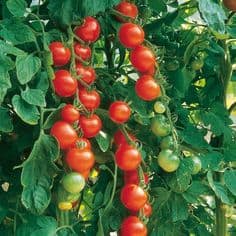 tomato garden