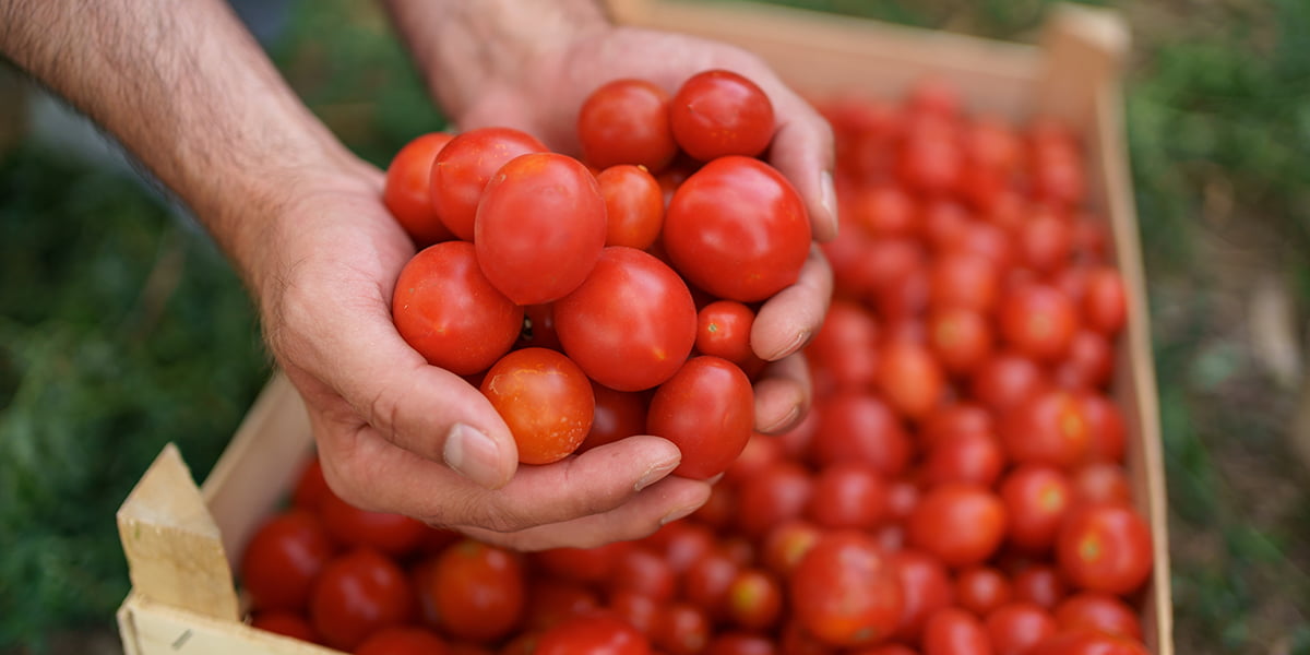 tomato harvest time 2