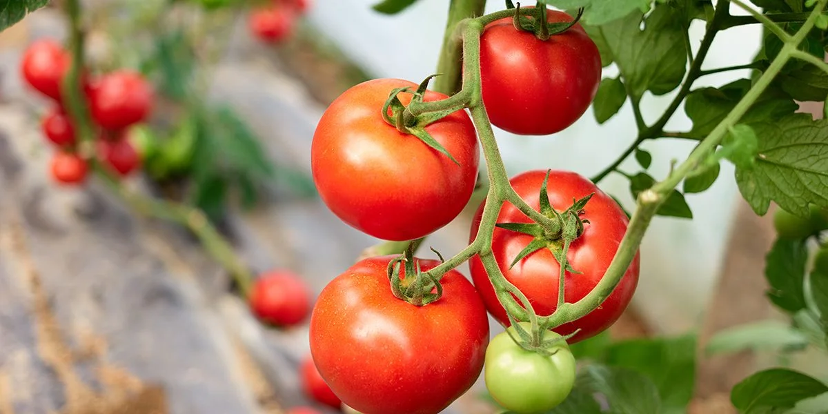 tomato plants with dolomite in gardening 1