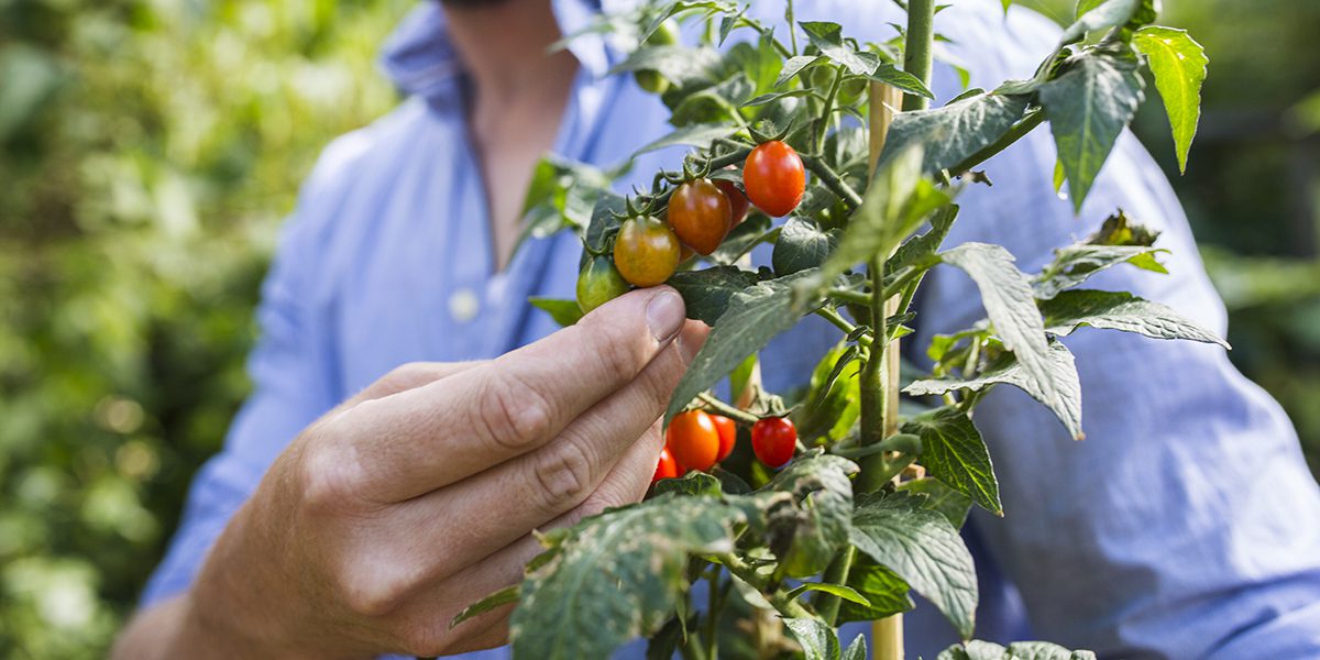 9 Common Tomato Diseases And How To Identify Them - Garden Patch