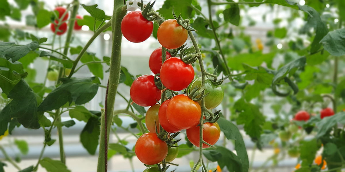 tomatoes in the fall