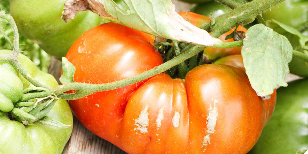 what causes tomatoes to split on the vine